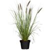 Pennisetum Advena in einem Topf