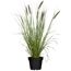 Pennisetum Advena in einem Topf