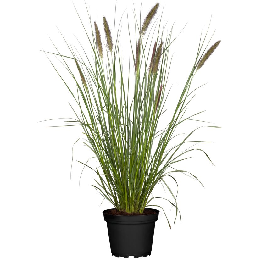 Pennisetum Advena in einem Topf