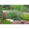 Ziergräser Pennisetum Advena in Sorten