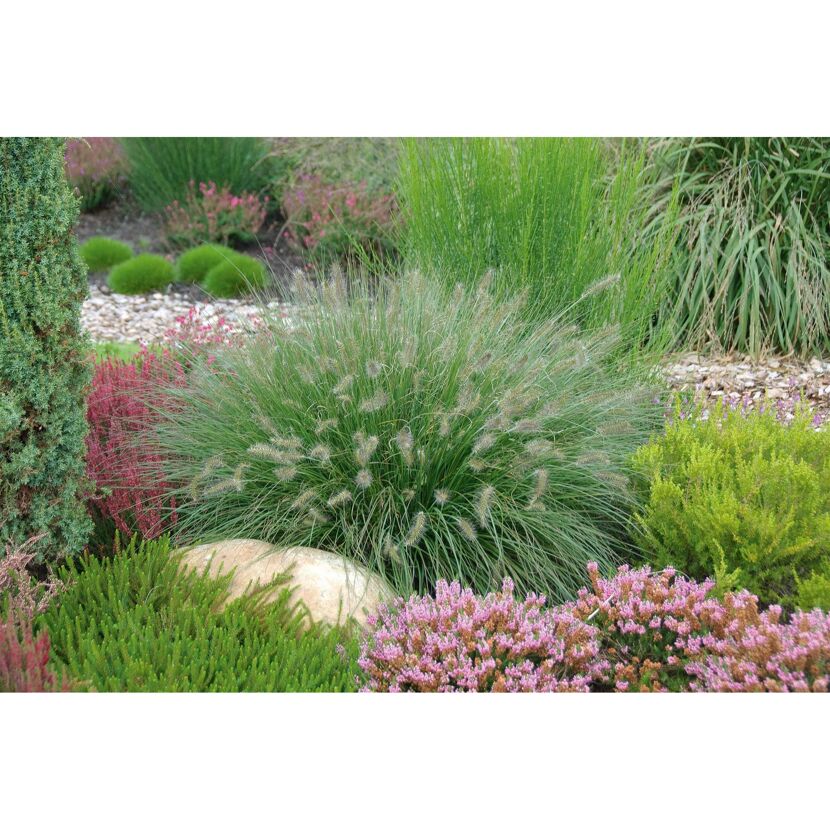 Ziergräser Pennisetum Advena in Sorten