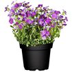 hauptbild