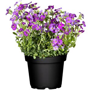 Stauden verschiedene Sorten 15 cm Topf