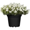 Weiße Blüten im schwarzen Topf