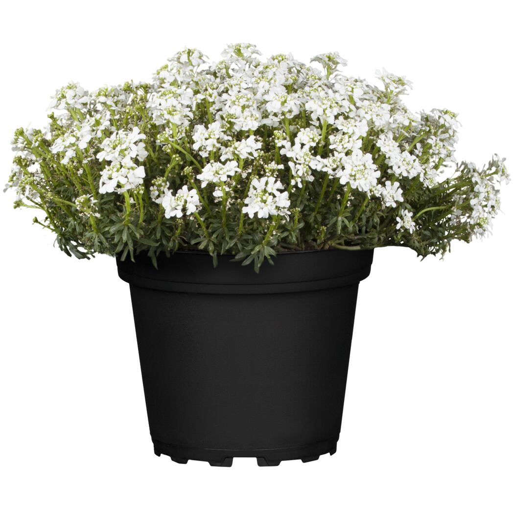 Weiße Blüten im schwarzen Topf