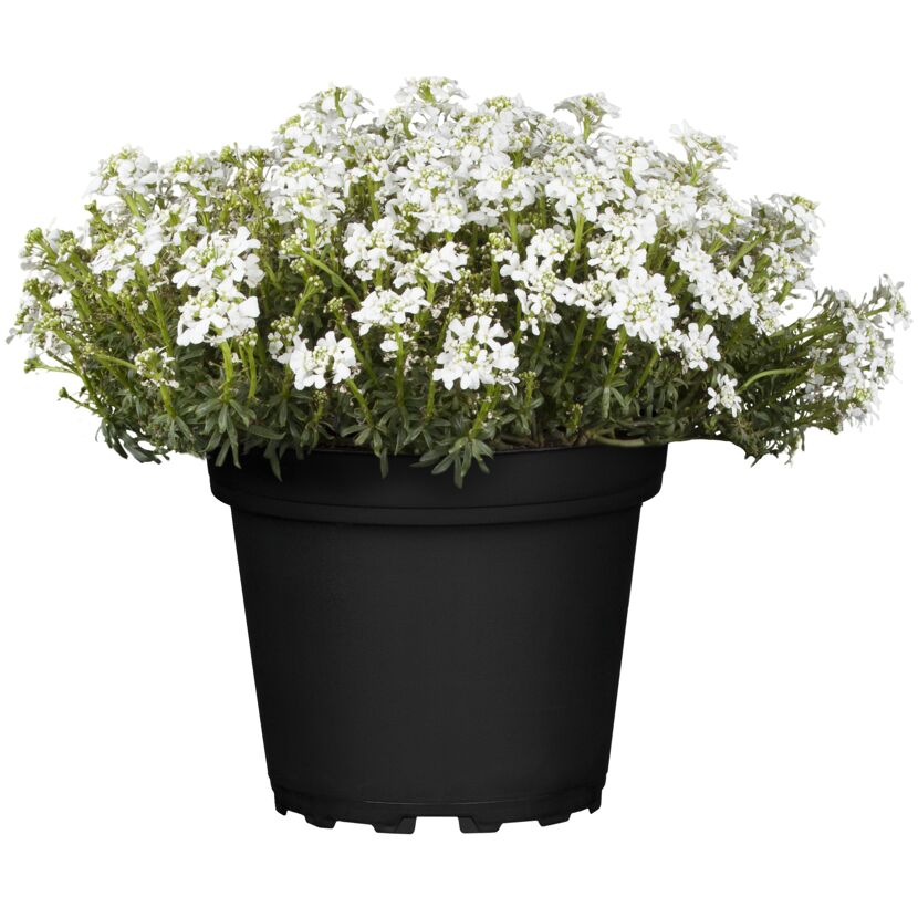Weiße Blüten im schwarzen Topf