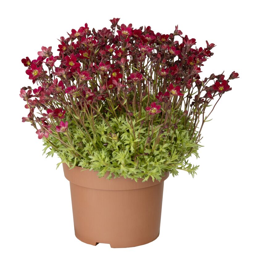 Topfpflanze mit vielen kleinen roten Blüten
