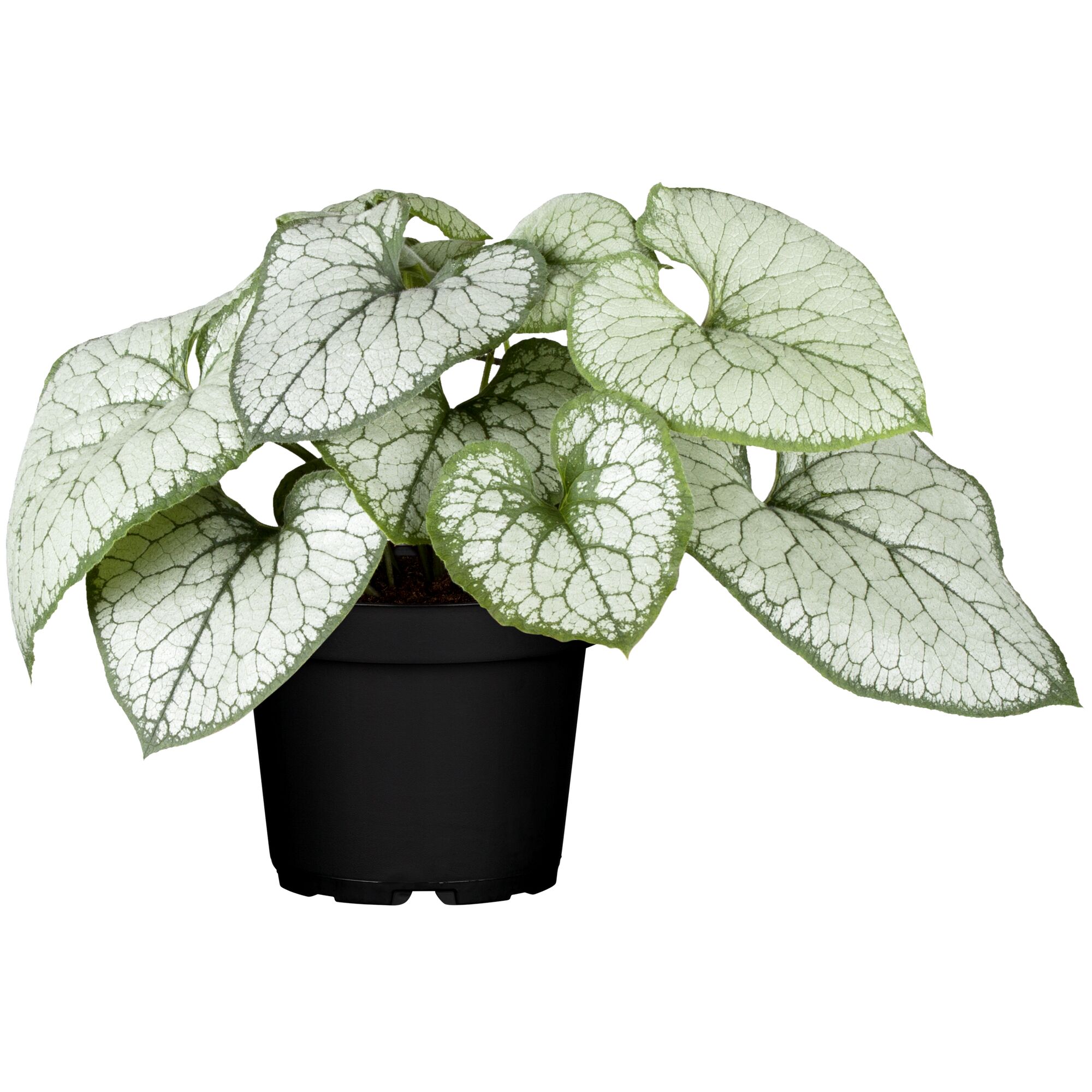 Gefleckte, herzförmige Blätter der Kaukasusvergissmeinnicht