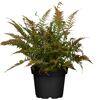 Topfpflanze Dryopteris erythrosora im schwarzen Topf