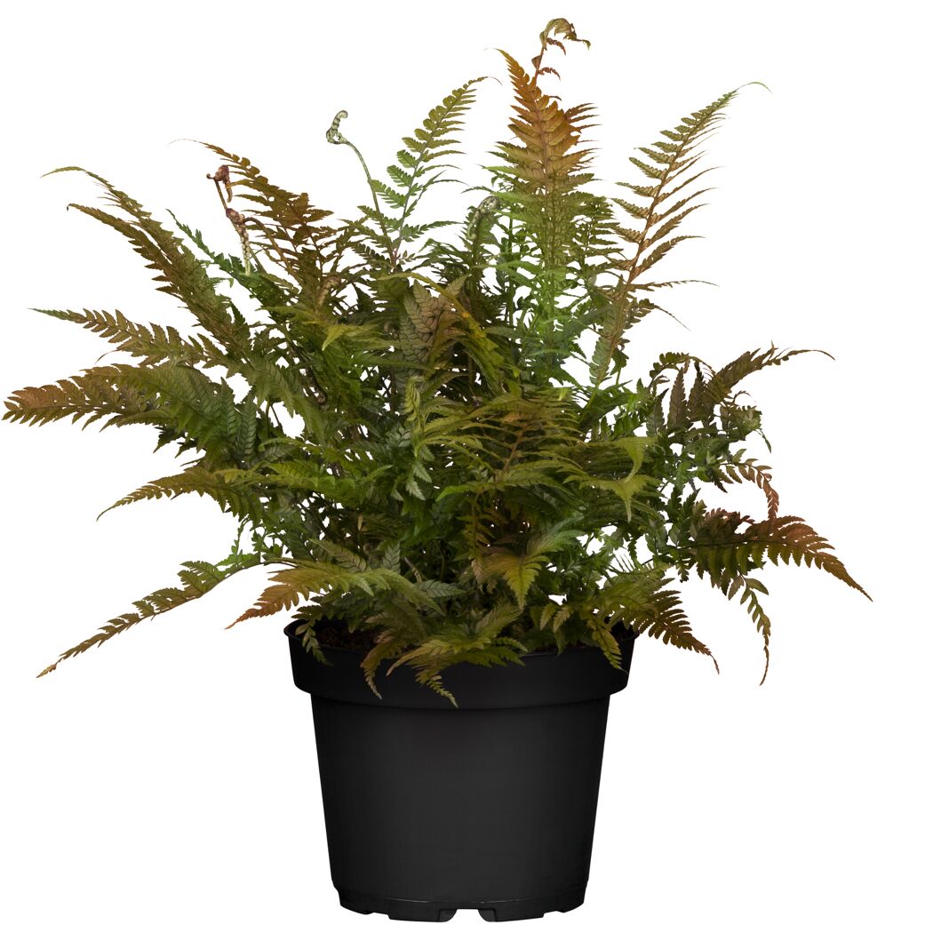 Topfpflanze Dryopteris erythrosora im schwarzen Topf