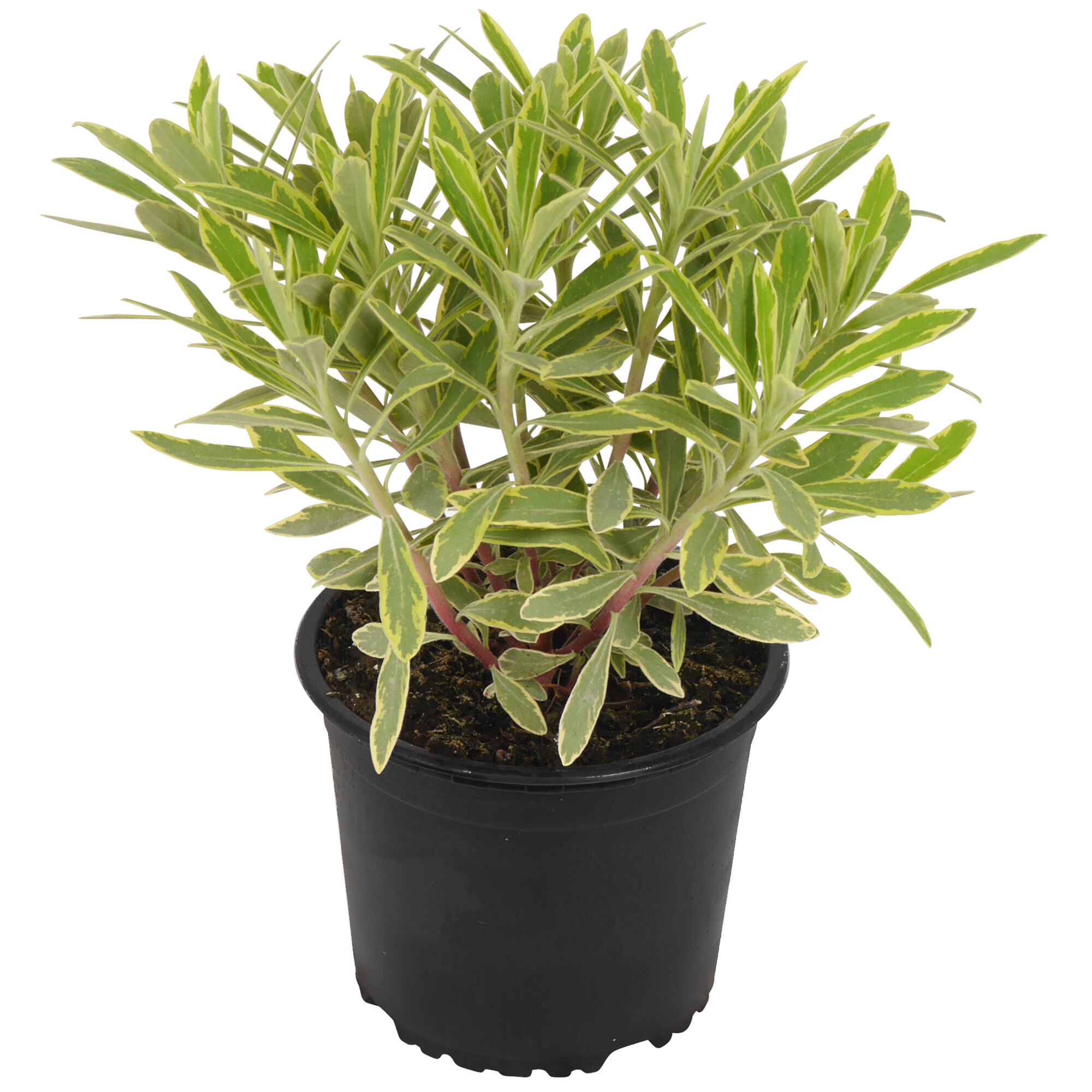 Wolfsmilch Pflanze im Topf