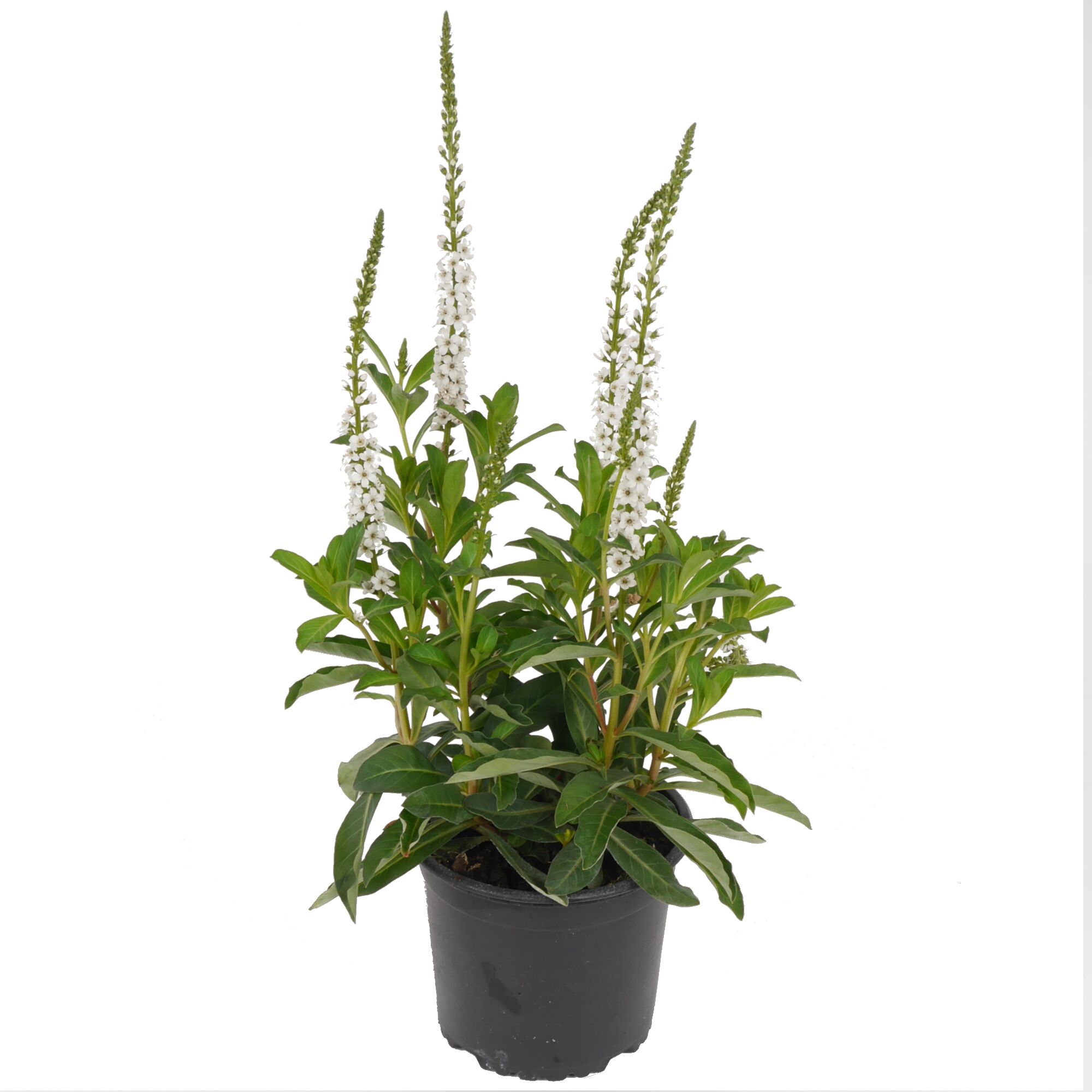 Topfpflanze mit weißen Blüten