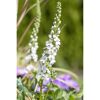 Weiße Blüten der Prachtkerze