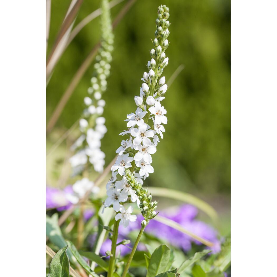 Weiße Blüten der Prachtkerze