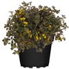Gelbblühende Pflanze Lysimachia congestiflora im Topf