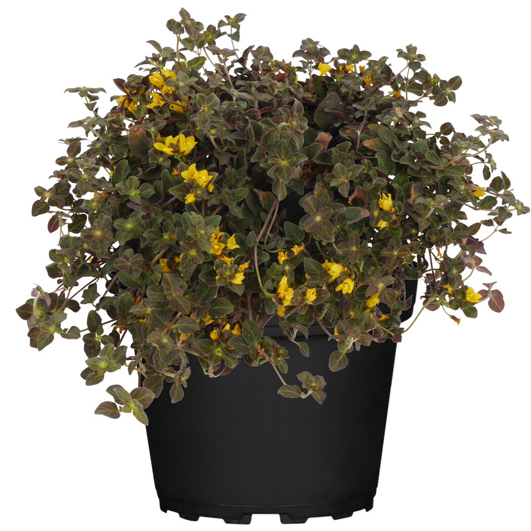 Gelbblühende Pflanze Lysimachia congestiflora im Topf