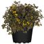 Gelbblühende Pflanze Lysimachia congestiflora im Topf