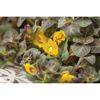 Gelbe Blüten der Lysimachia congestiflora Pflanze