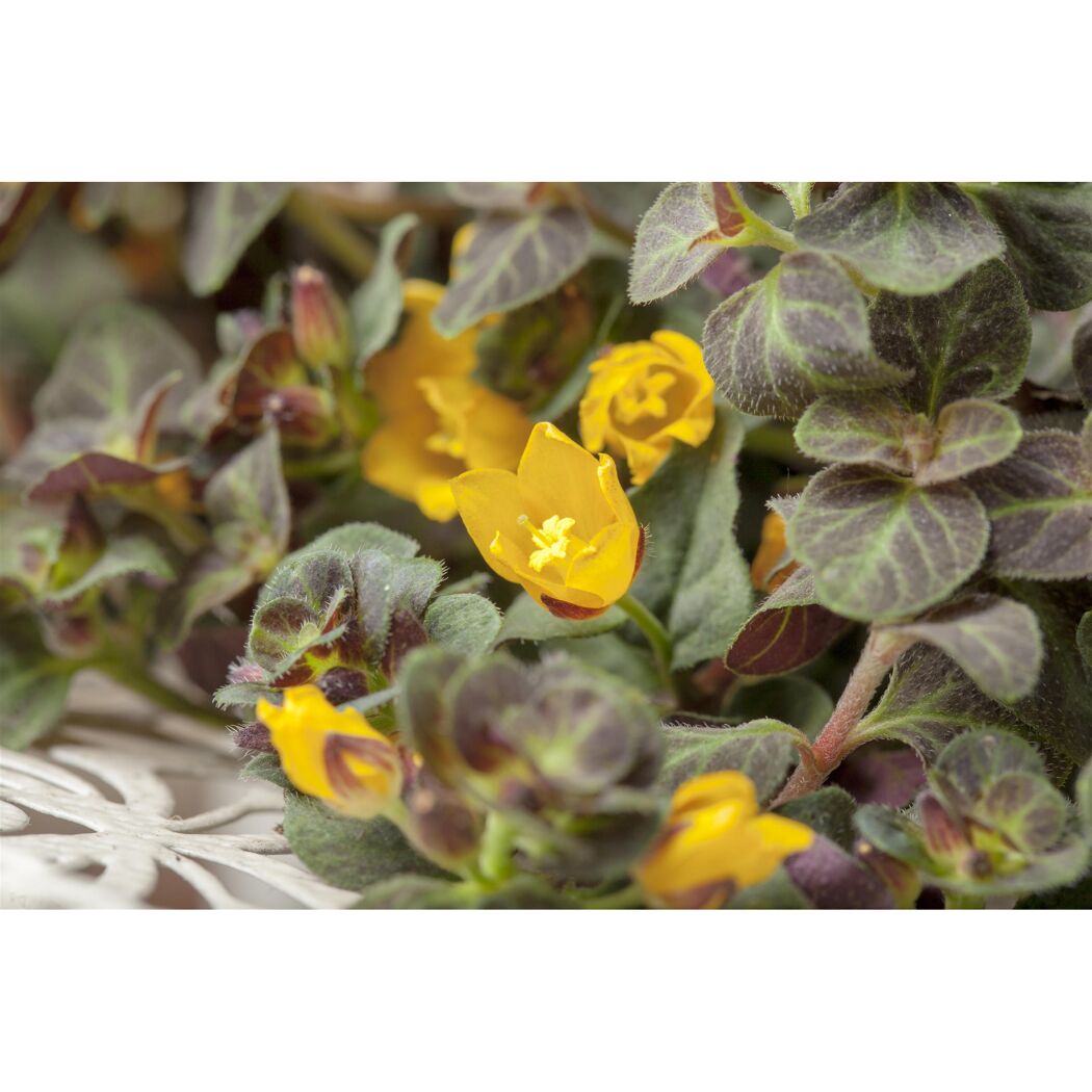 Gelbe Blüten der Lysimachia congestiflora Pflanze
