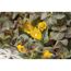 Gelbe Blüten der Lysimachia congestiflora Pflanze