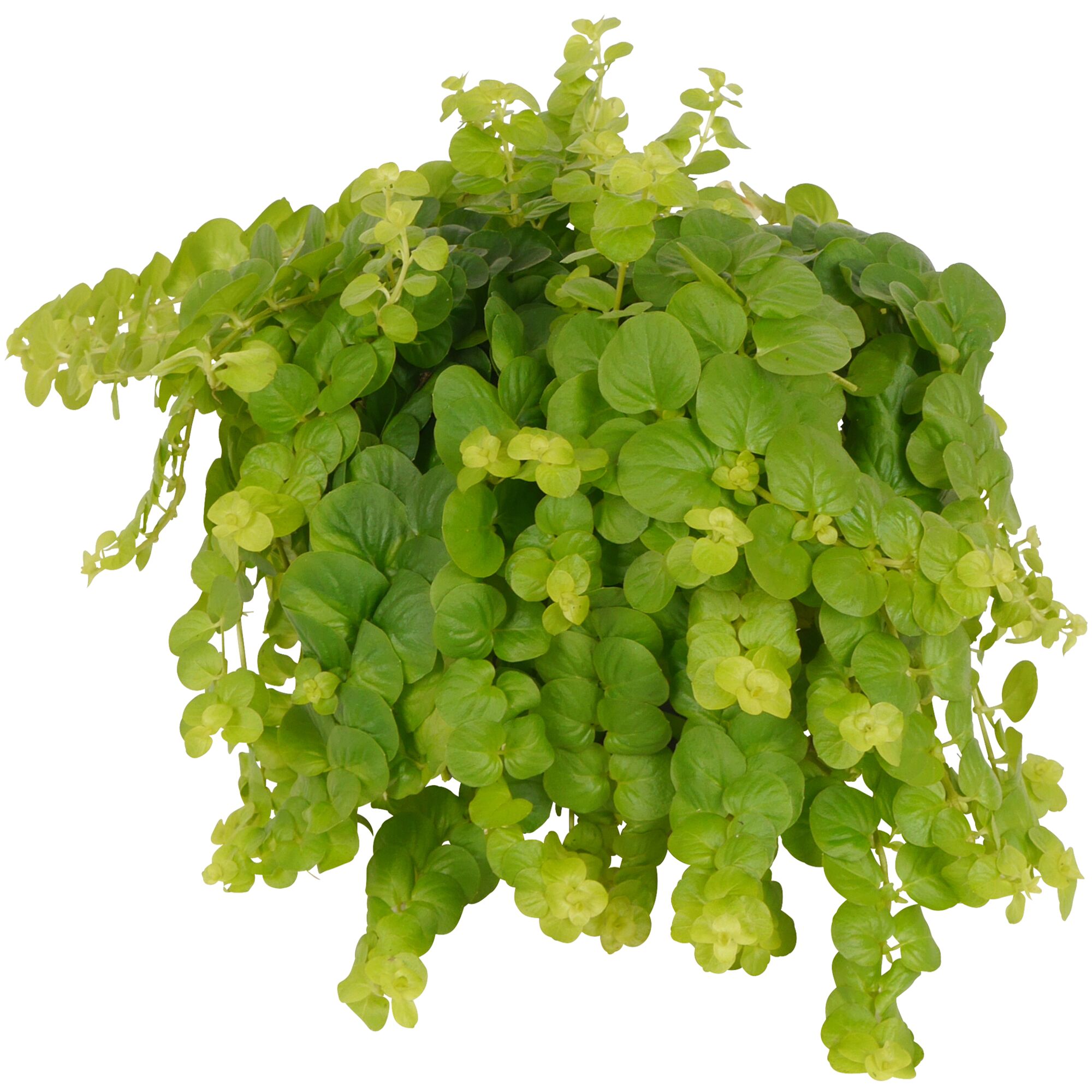 Grüne Pflanze Lysimachia