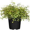 Muehlenbeckia in schwarzem Topf
