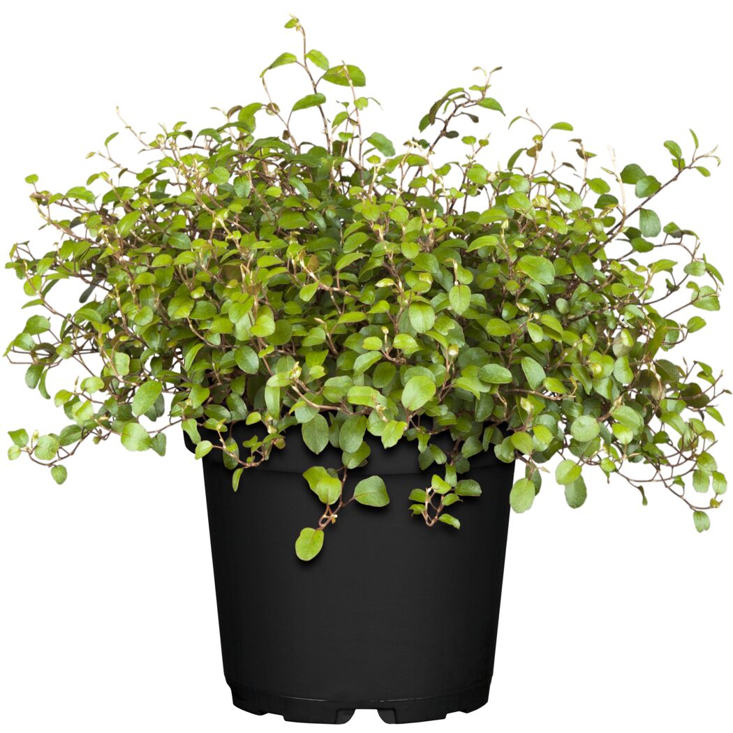 Muehlenbeckia in schwarzem Topf