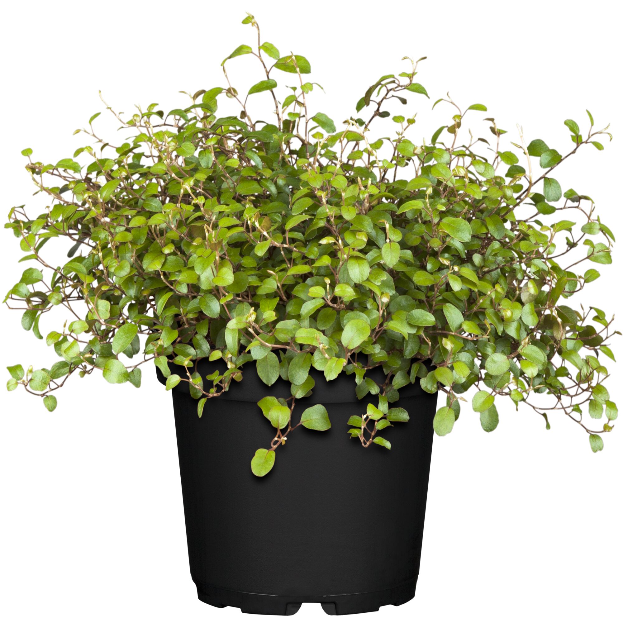 Muehlenbeckia in schwarzem Topf