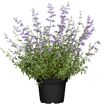 hauptbild