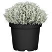 hauptbild