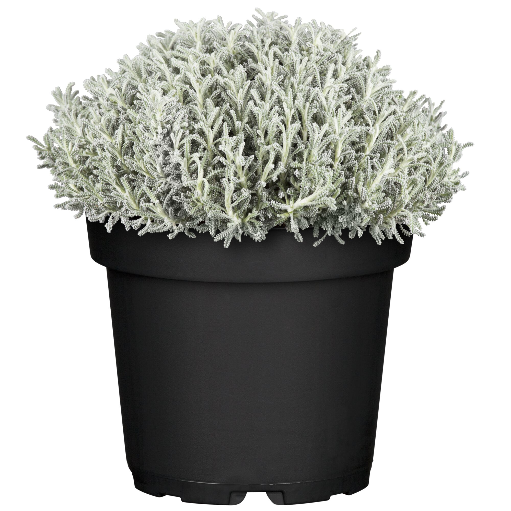 Santolina in schwarzem Topf