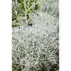 Silbergraue Pflanzen im Garten