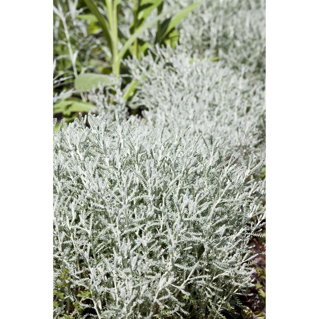 Silbergraue Pflanzen im Garten