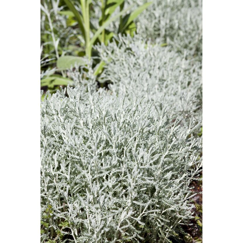 Silbergraue Pflanzen im Garten