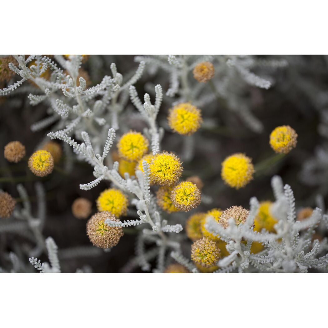 Gelbe Blüten an silbergrauen Zweigen