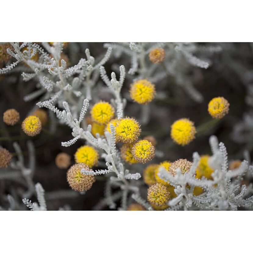 Gelbe Blüten an silbergrauen Zweigen