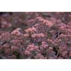 Nahaufnahme von rosa Sedum Red Canyon