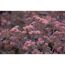 Nahaufnahme von rosa Sedum Red Canyon