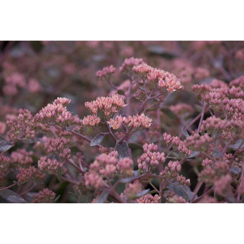 Nahaufnahme von rosa Sedum Red Canyon
