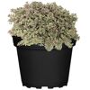 Sedum Tricolor im Topf