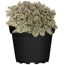 Sedum Tricolor im Topf