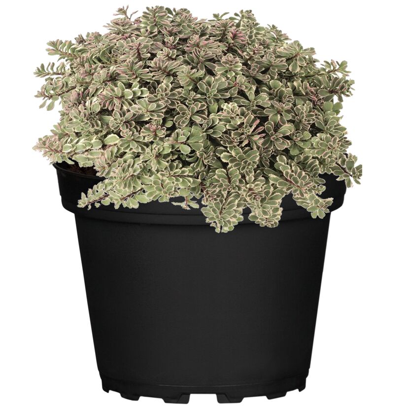 Sedum Tricolor im Topf