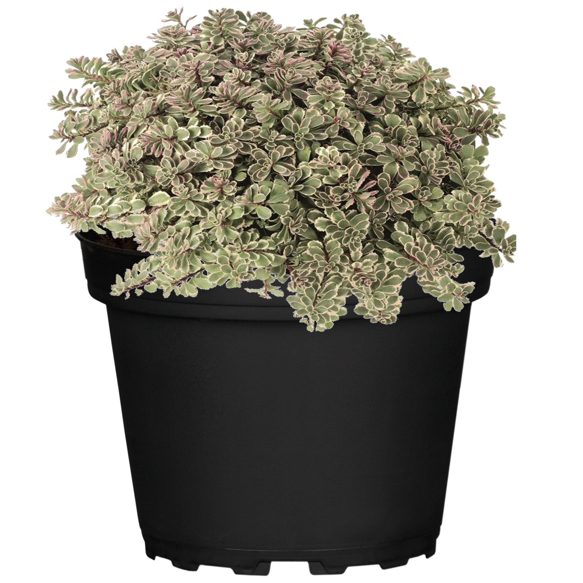 Sedum Tricolor im Topf