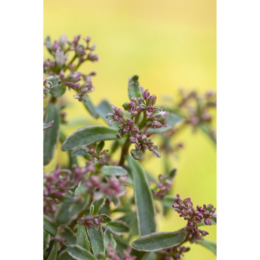 Nahaufnahme von Sedum Tricolor