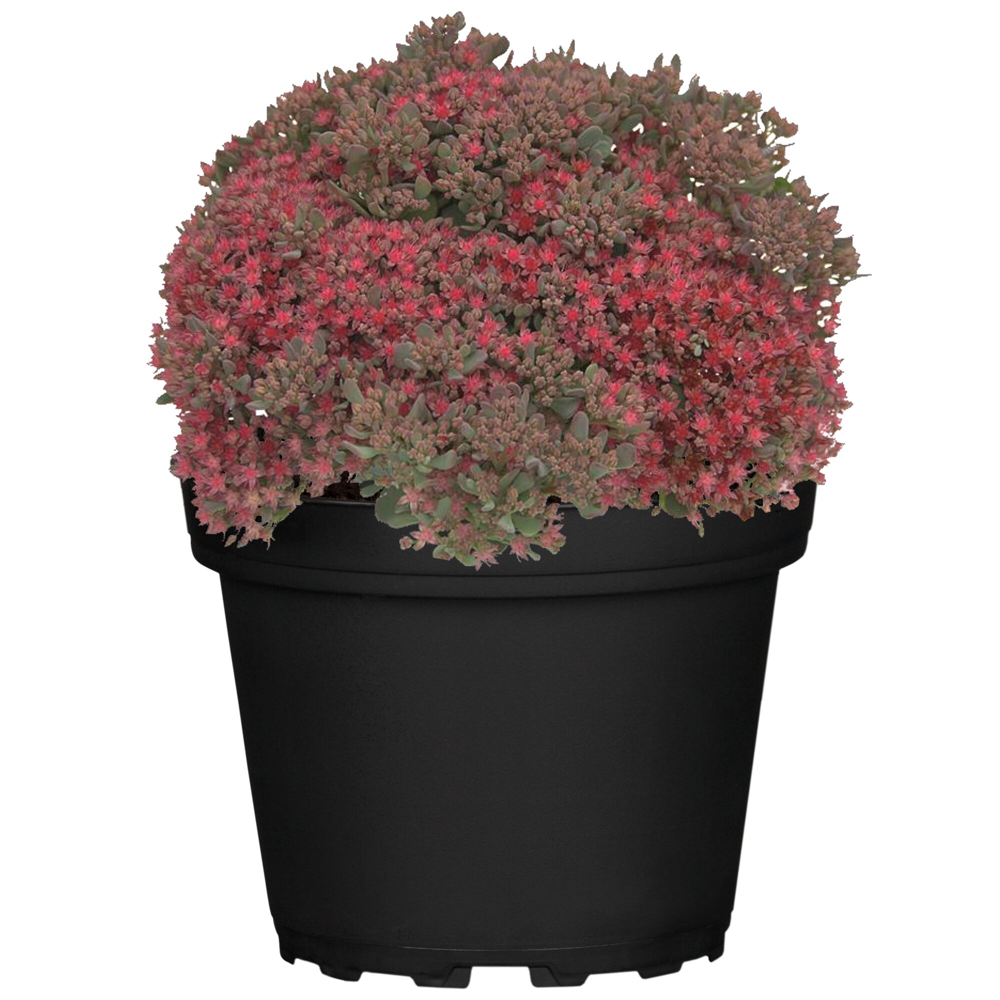 Sedum Cauticola in einem schwarzen Topf