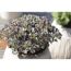 Sedum Cauticola im Topf