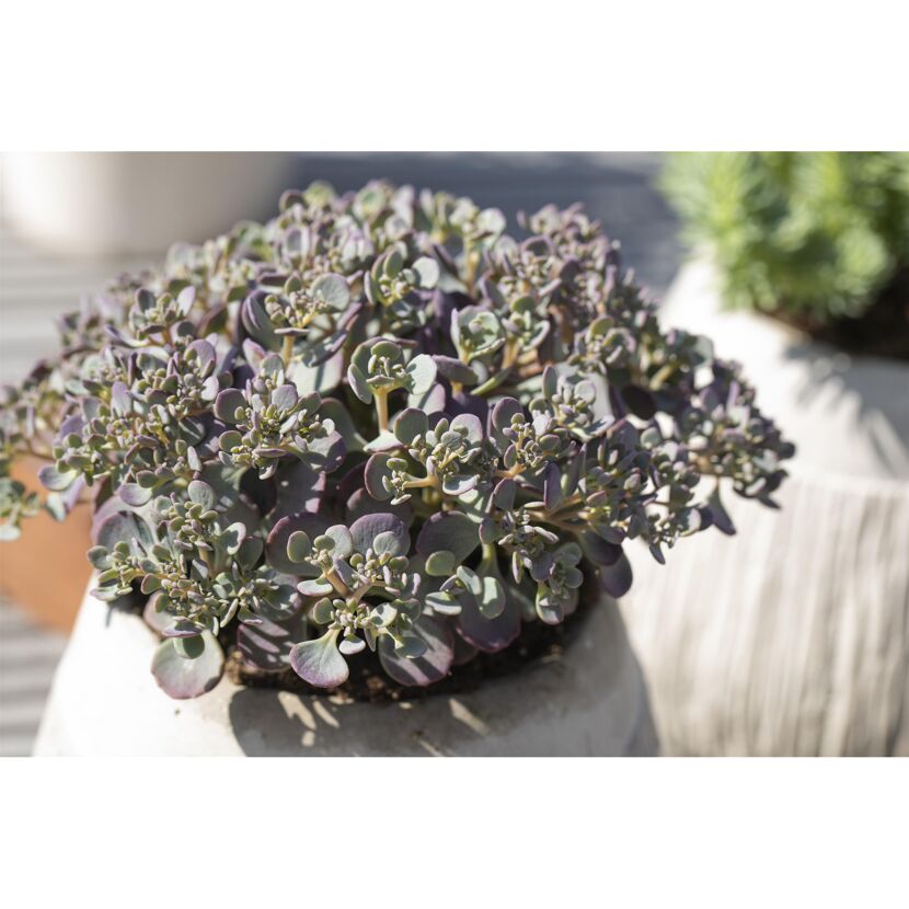 Sedum Cauticola im Topf