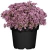 Blühendes Sedum in schwarzem Topf