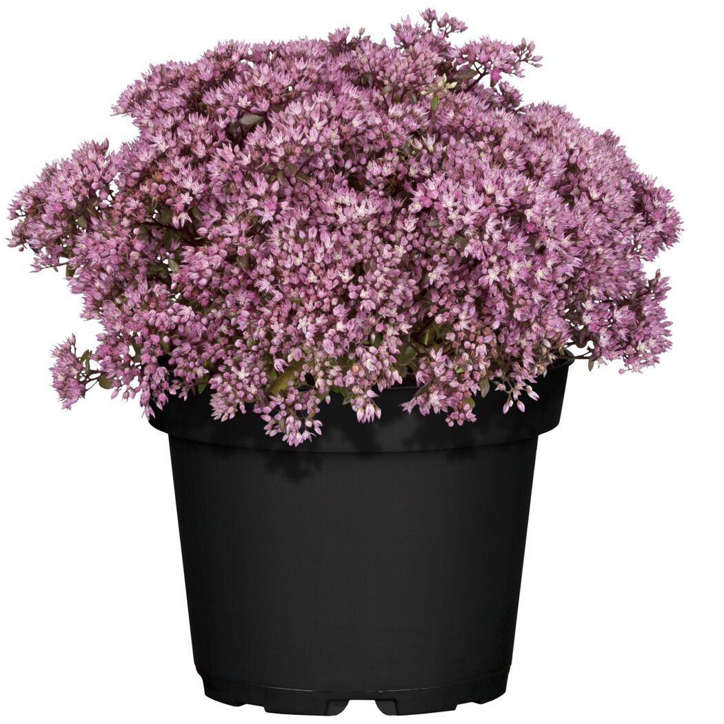 Blühendes Sedum in schwarzem Topf