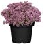 Blühendes Sedum in schwarzem Topf
